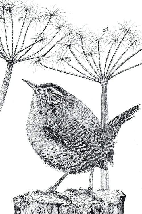 Wren Upright