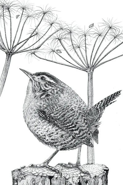 Black & White Digital Art: Wren Upright by Vicki Hunt