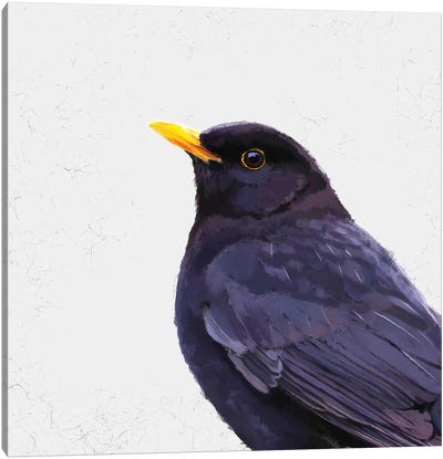 Blackbird Canvas Art Print - Vicki Hunt