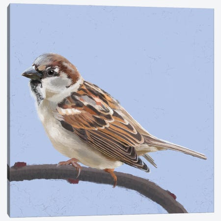 Sparrow Canvas Print #VHN8} by Vicki Hunt Canvas Art