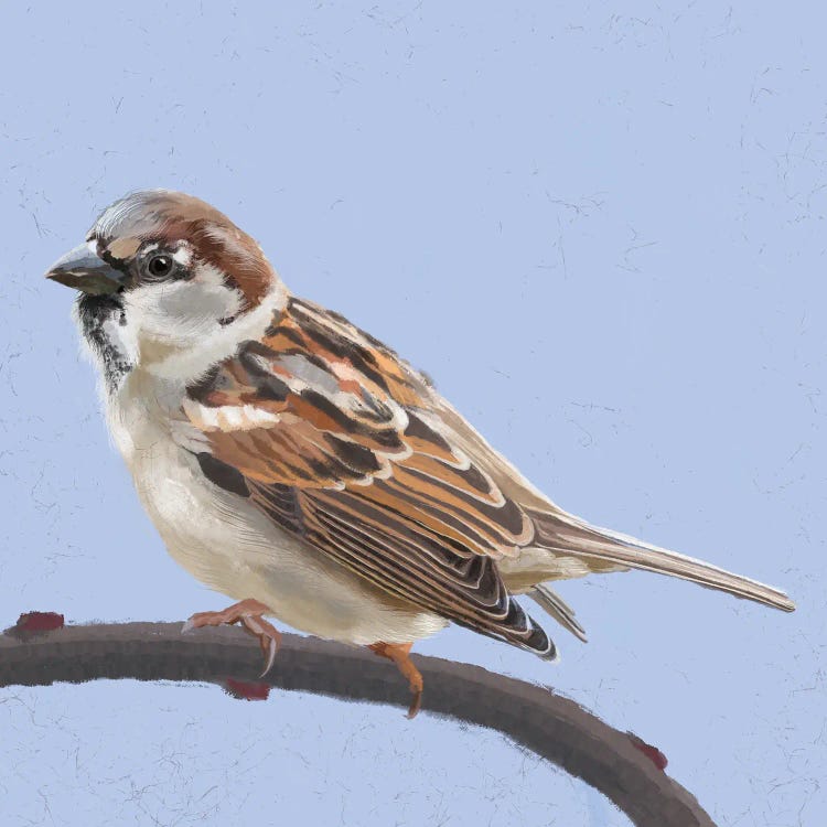 Sparrow