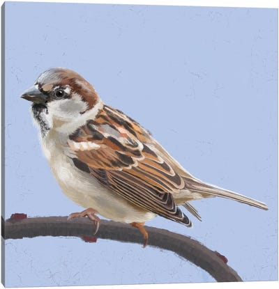 Sparrow Canvas Art Print - Vicki Hunt
