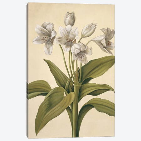 Lilies I Canvas Print #VHU11} by Virginia Huntington Canvas Art