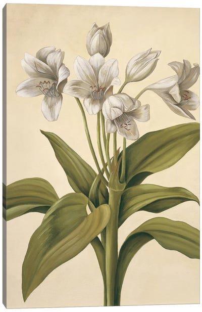 Lilies I Canvas Art Print