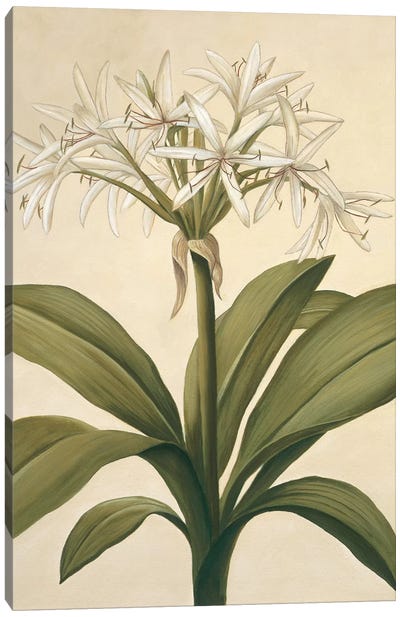 Lilies II Canvas Art Print