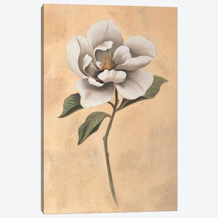 Magnolia Canvas Print #VHU13} by Virginia Huntington Canvas Wall Art
