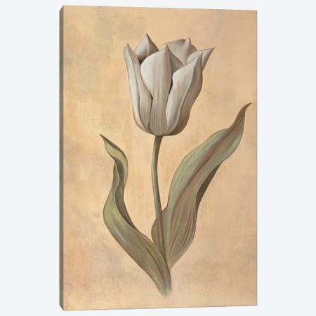 Tulip Canvas Print #VHU14} by Virginia Huntington Canvas Print