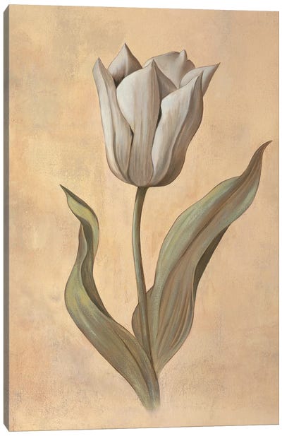 Tulip Canvas Art Print