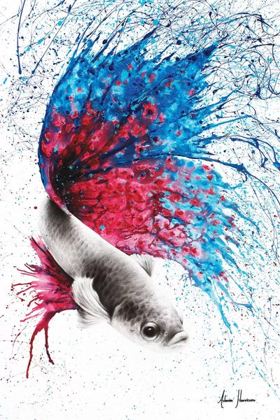 Betta: Water Stars Gourami by Ashvin Harrison