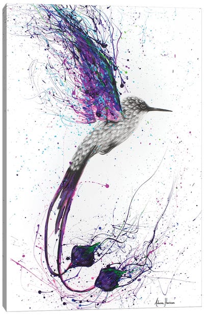 Flying Ace Canvas Art Print - Hummingbird Art