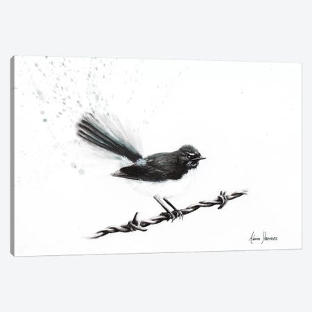 Coleraine Willy Wagtail Canvas Print #VIN227} by Ashvin Harrison Canvas Art