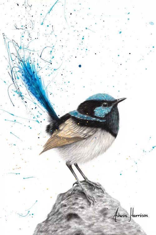 Mountain Blue Wren by Ashvin Harrison wall art