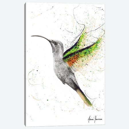Hero Hummingbird Canvas Print #VIN588} by Ashvin Harrison Canvas Wall Art