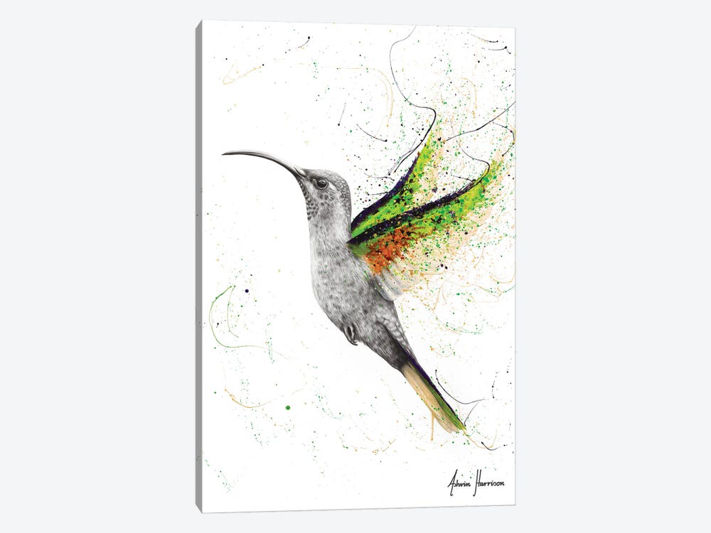 Hero Hummingbird by Ashvin Harrison 1-piece Canvas Wall Art