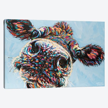 Funny Cow II Canvas Print #VIT147} by Carolee Vitaletti Canvas Art