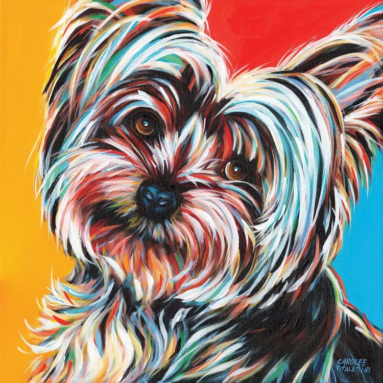 Sweet Yorkie II by Carolee Vitaletti wall art