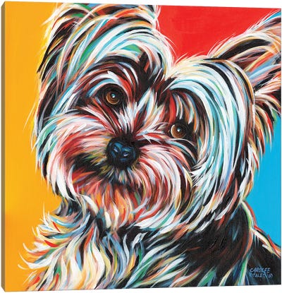 Sweet Yorkie II Canvas Art Print - Terriers