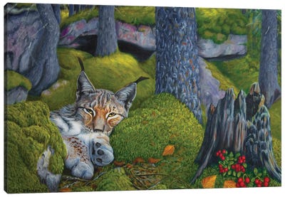 Lynx In The Sun Canvas Art Print - Lynx