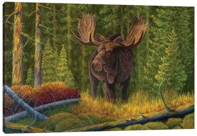 The King Of The Forest Canvas Art Print - Moose Art