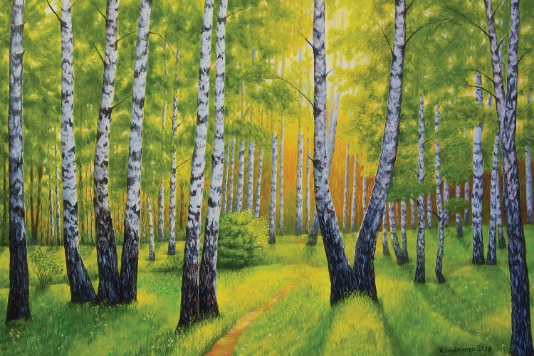 Summer In Birch Forest