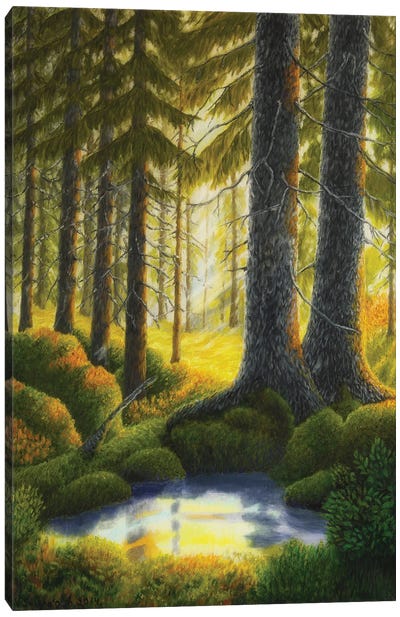 Two Old Spruce Canvas Art Print - Veikko Suikkanen