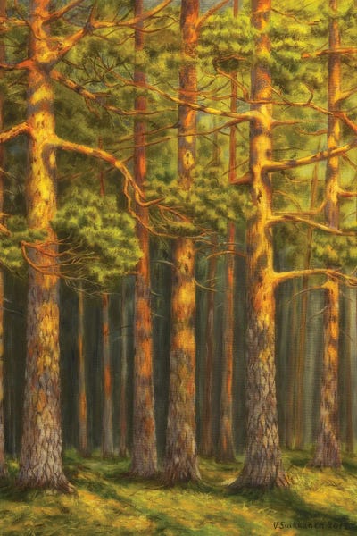 Pine Trees: Pinewood by Veikko Suikkanen
