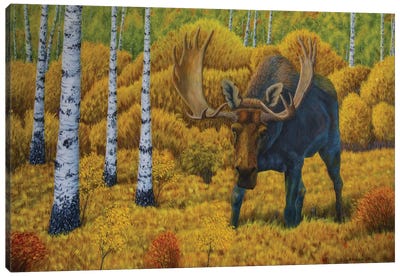 Bull Moose Canvas Art Print - Veikko Suikkanen