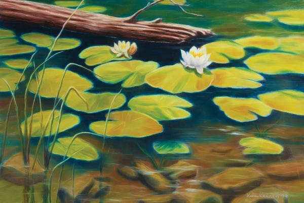 Water Lilies Collection: Water Lilies by Veikko Suikkanen