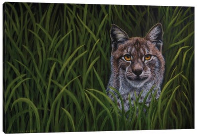 Bobcat Canvas Art Print - Veikko Suikkanen