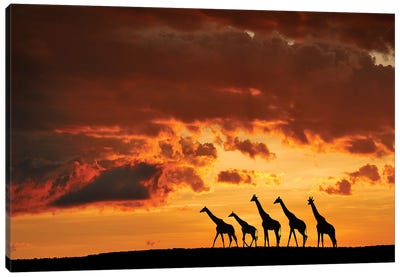 Five Giraffes Canvas Art Print