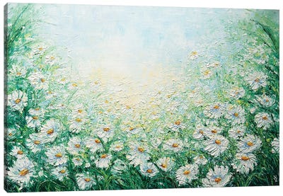 Camomile Field Canvas Art Print - Daisy Art