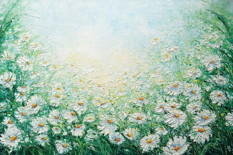 Camomile Field