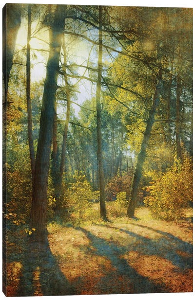Sunny Day In The Forest Canvas Art Print - ValeriX