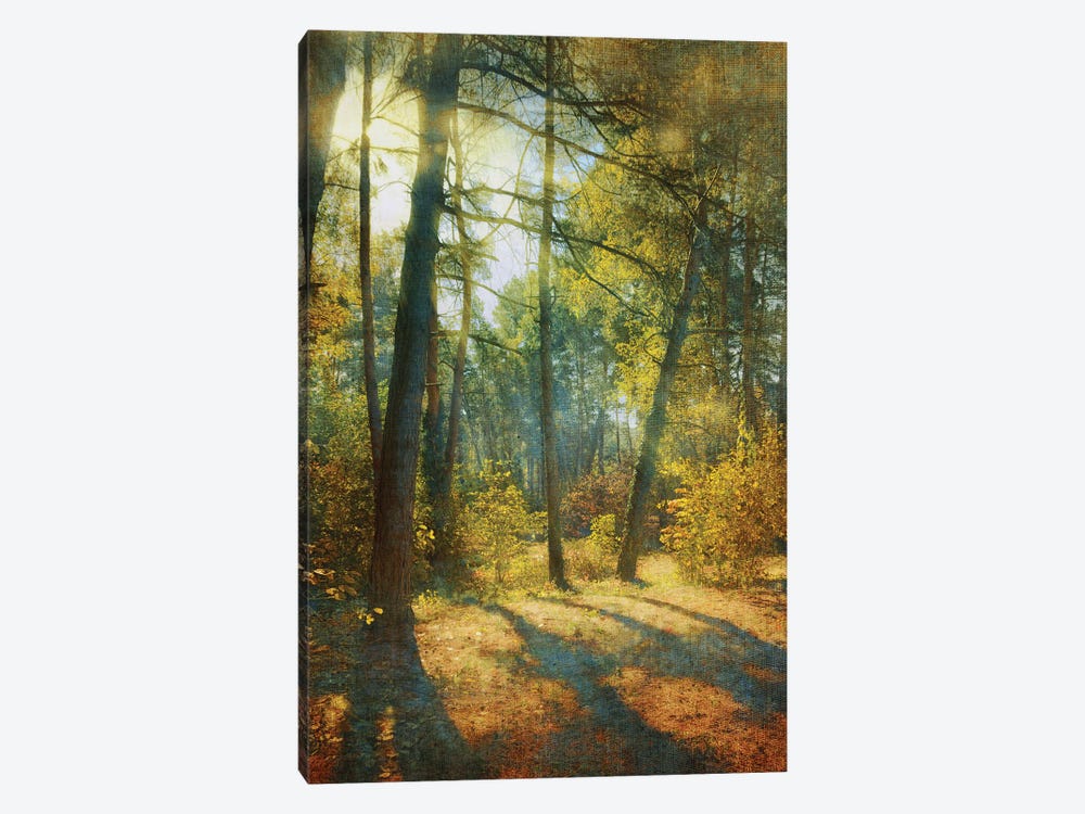 Sunny Day In The Forest by ValeriX 1-piece Canvas Art Print