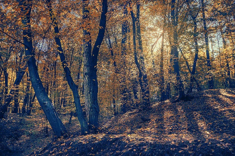 Through The Yellow Leaves