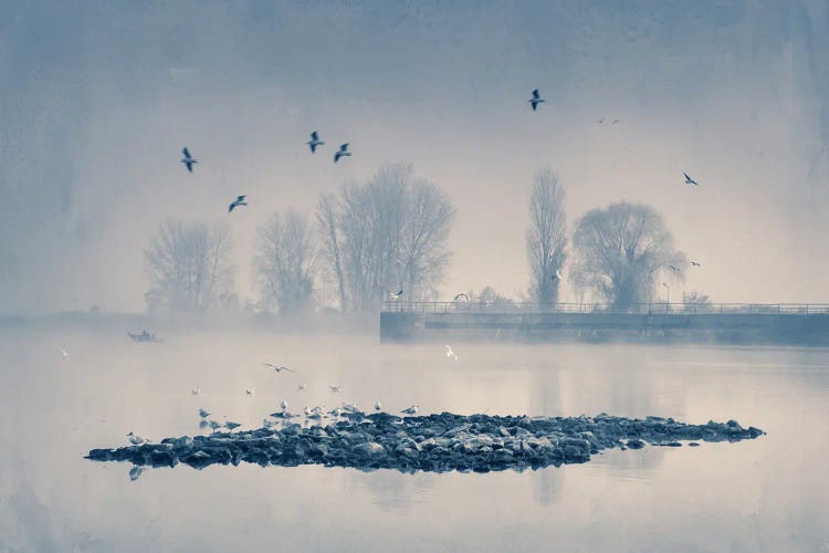 Seagulls Rookery