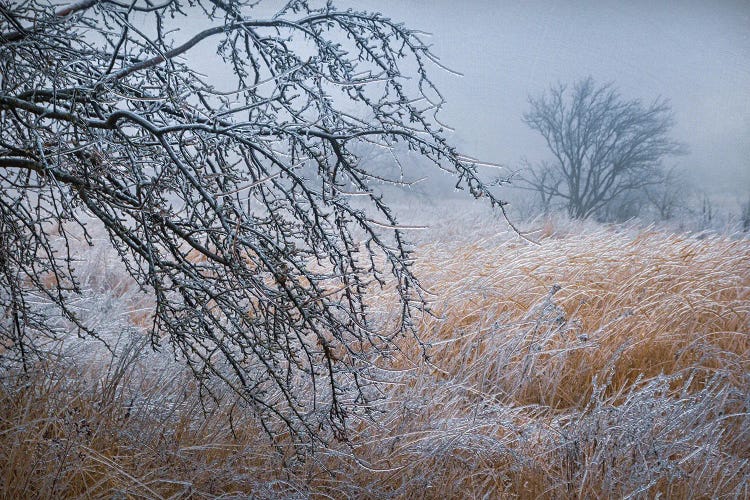 "Pictures From The Crystal Forest" Scene 1