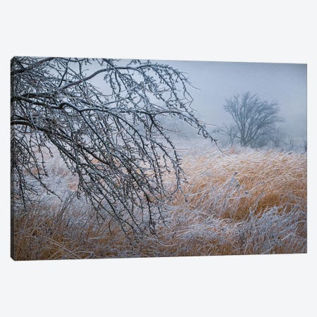 "Pictures From The Crystal Forest" Scene 1 Canvas Print #VLR47} by ValeriX Canvas Wall Art