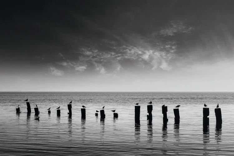 Seagulls Waiting For The Sunrise