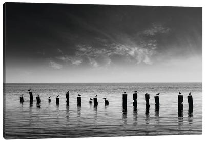 Seagulls Waiting For The Sunrise Canvas Art Print - ValeriX