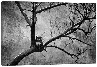 Wintering Cats Canvas Art Print - Animal & Pet Photography