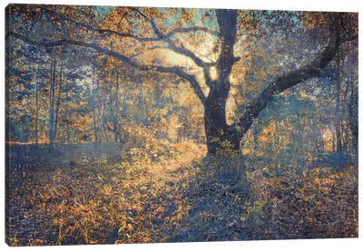 Autumn Palette In The Warm Light Canvas Art Print - Kyiv Art