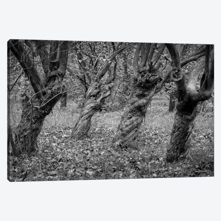 In The Woodland Canvas Print #VLR8} by ValeriX Canvas Print