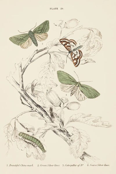 Mariposas I