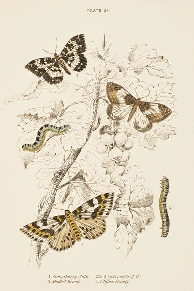 V. Larkspar: Mariposas II by V. Larkspar