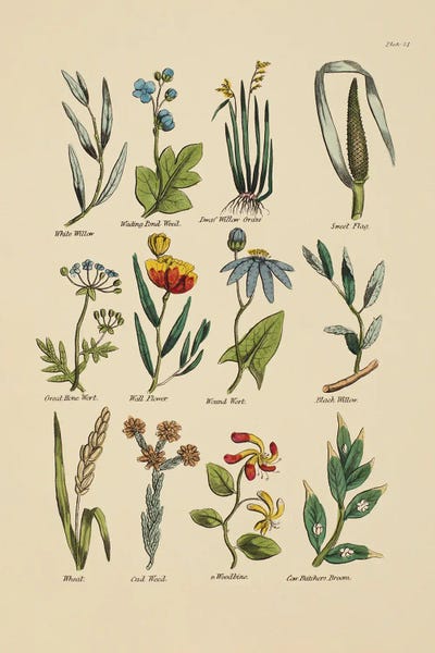 Botanical Study I