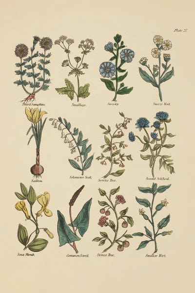 Botanical Study II