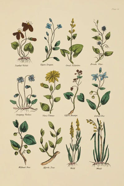 Botanical Study III