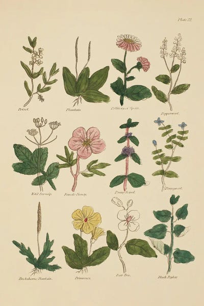 Botanical Study IV