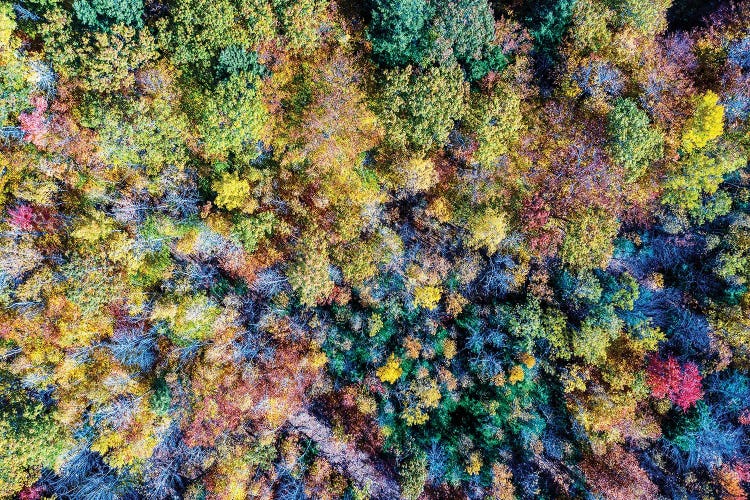 Aerial Fall Trees by Jason Veilleux wall art